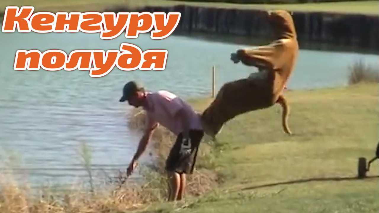 Кенгурута, които не искаш да виждаш на живо!