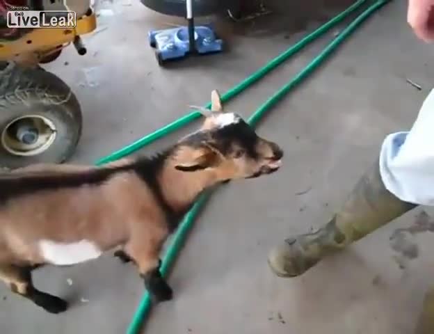 Коза кудкудяка като кокошка
