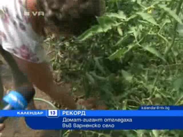 Рекорд! Домат-гигант във варненско