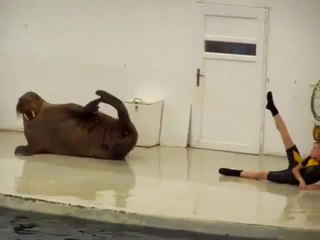Гимнастика с Морж и Момиче 