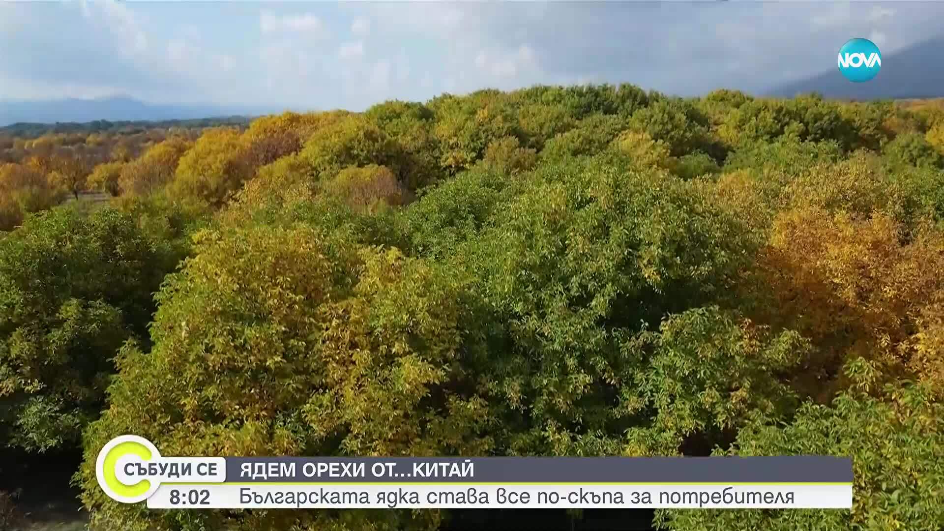 Ядем орехи от Китай, българските – все по-скъпи