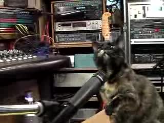 Котки Пеят Коледна Песен