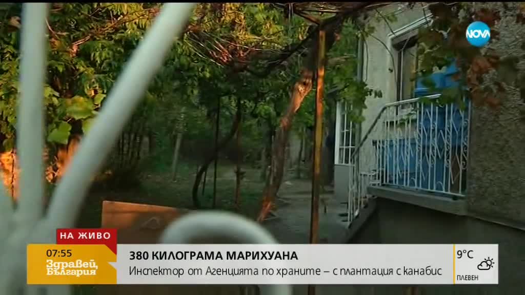 Повдигнаха 2 обвинения на инспектора от БАБХ, отглеждал канабис