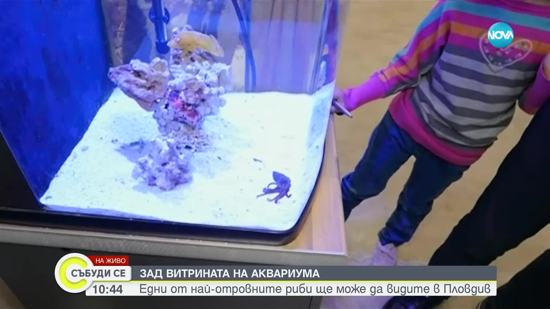 Показват едни от най-отровните риби в Природонаучния музей в Пловдив