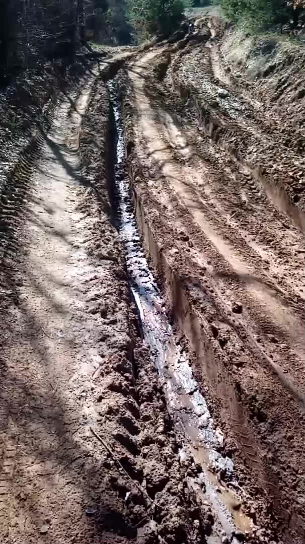 Българските закони в дърводобива