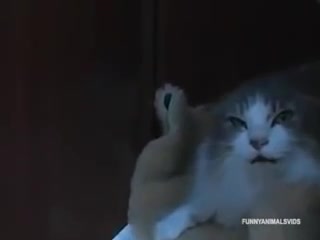 Смях! Ядосани Котки