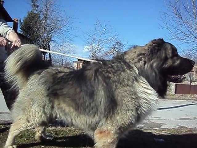Кавказка овчарка Викинг
