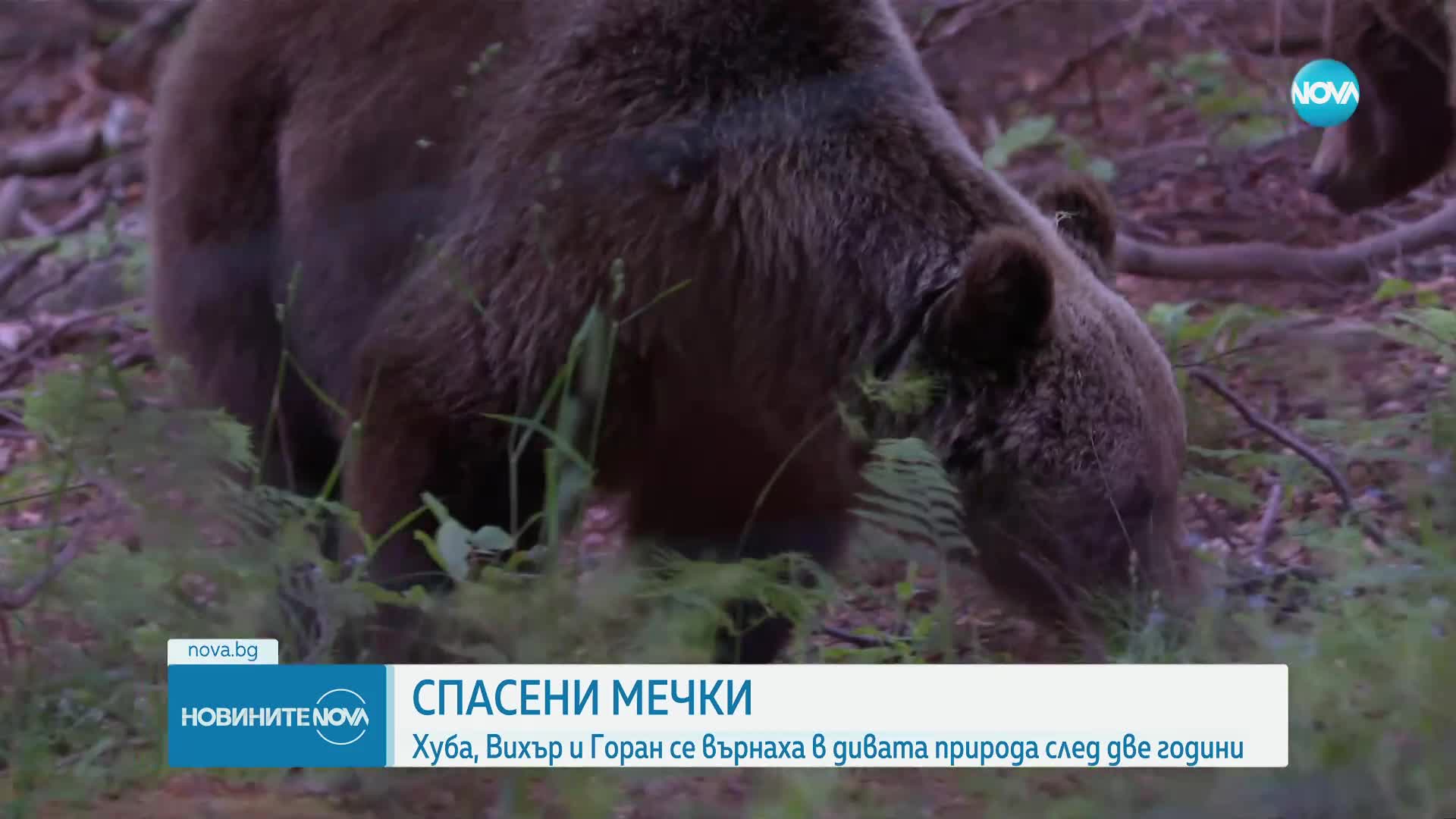 СЛЕД ДВЕ ГОДИНИ: Спасените мечетата Хуба, Вихър и Горан се върнаха в дивата природа