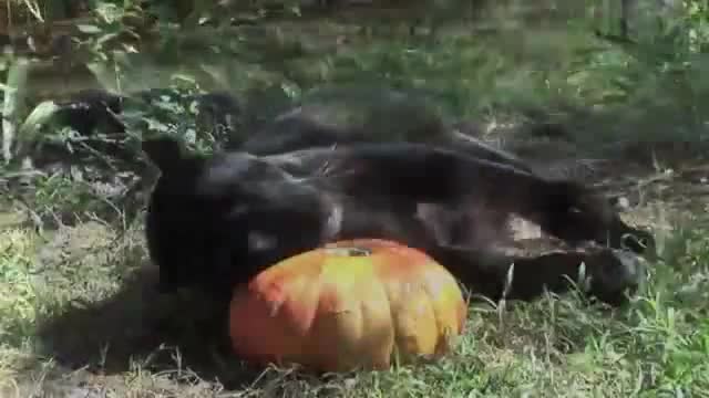 И големите котенца си играят