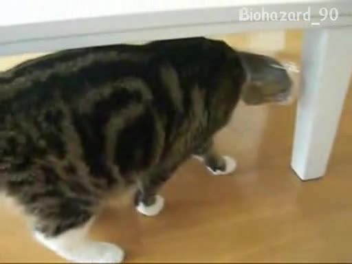 Шантавото дебело коте отново в действие