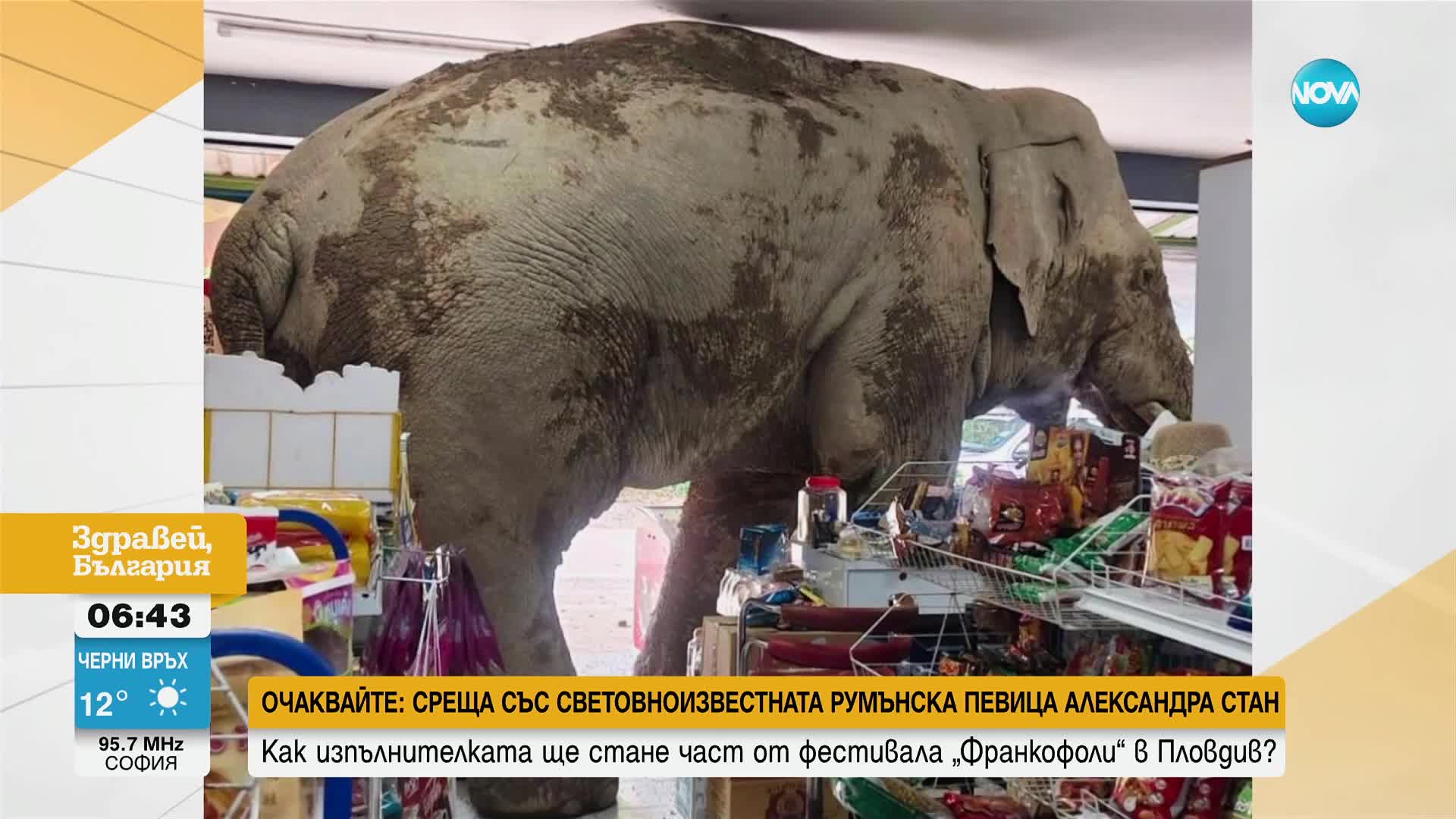Див слон предизвика хаос в магазин за хранителни стоки в Тайланд