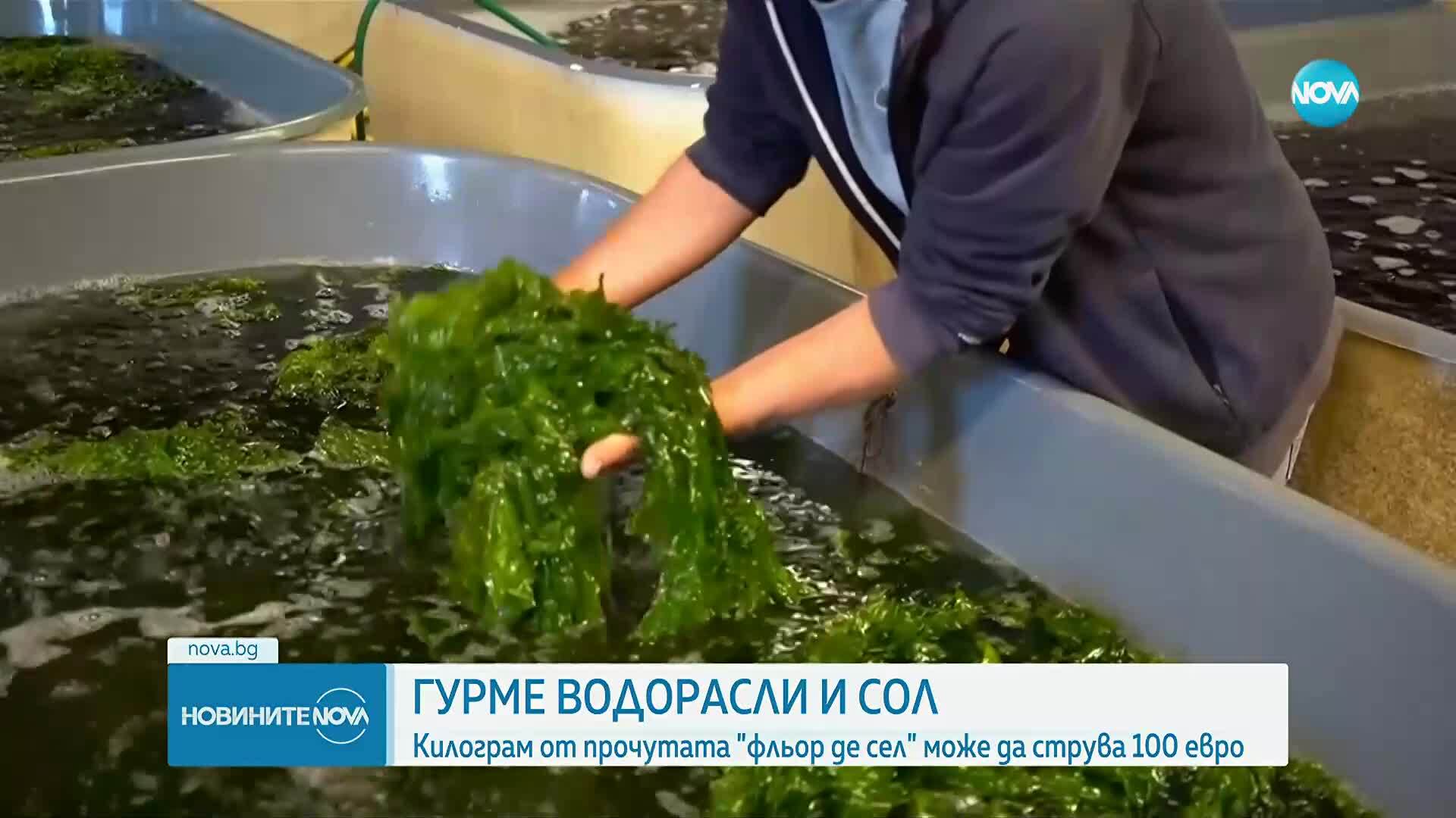 Килограм от коя прочута морска сол може да струва 100 евро