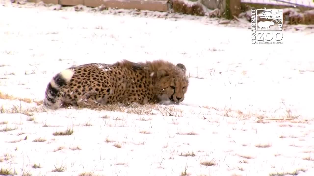 Какво се случва, когато гепарди видят за първи път сняг?