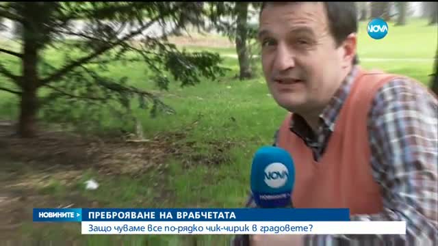 Призив към хората в България да спасят врабчетата