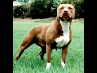 pit bull