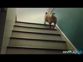 Куче изкачва стълби!
