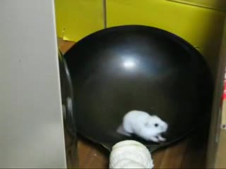 Луд Умора Нема