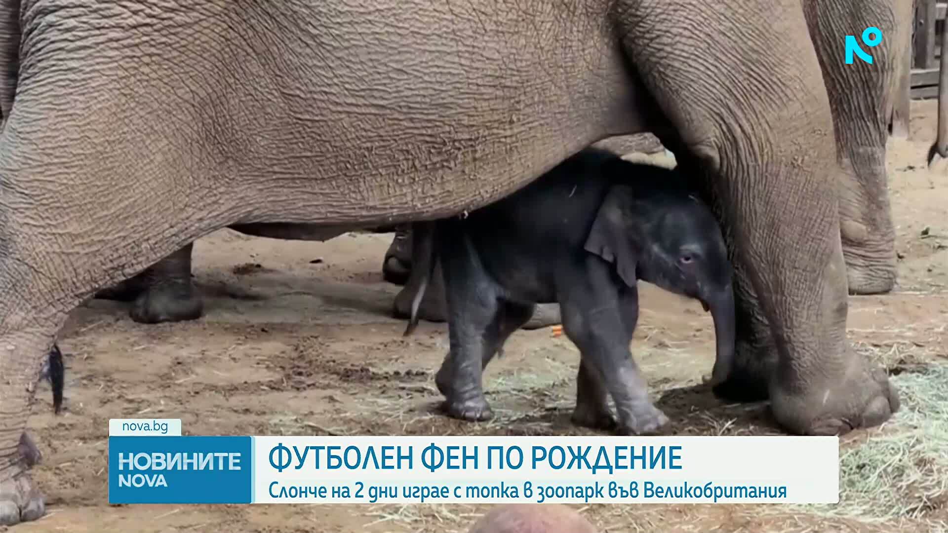 Новата атракция в зоопарк във Великобритания: Бебе слон играе футбол с хобота си