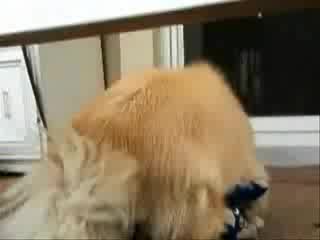 смешен Животински секс - animal Sex