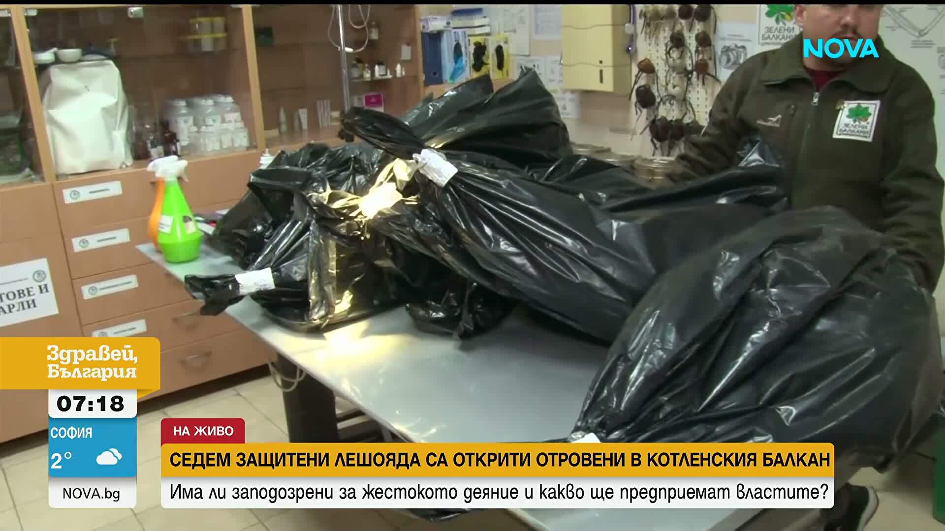 С примамки с отрова: Кой уби 7 редки лешояда в котленския Балкан