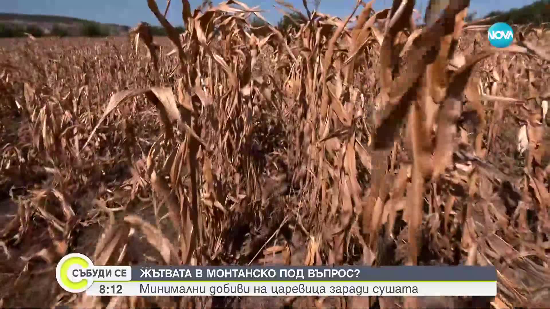 Нулева реколта от царевица в Монтанско: Земеделци са пред фалит заради сушата