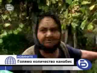 Баба Отглежда Канабис