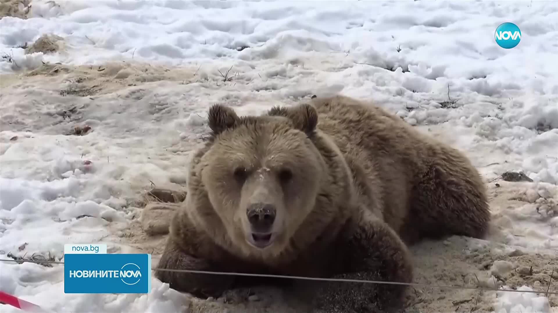 Половината мечки в Белица са заспали зимен сън