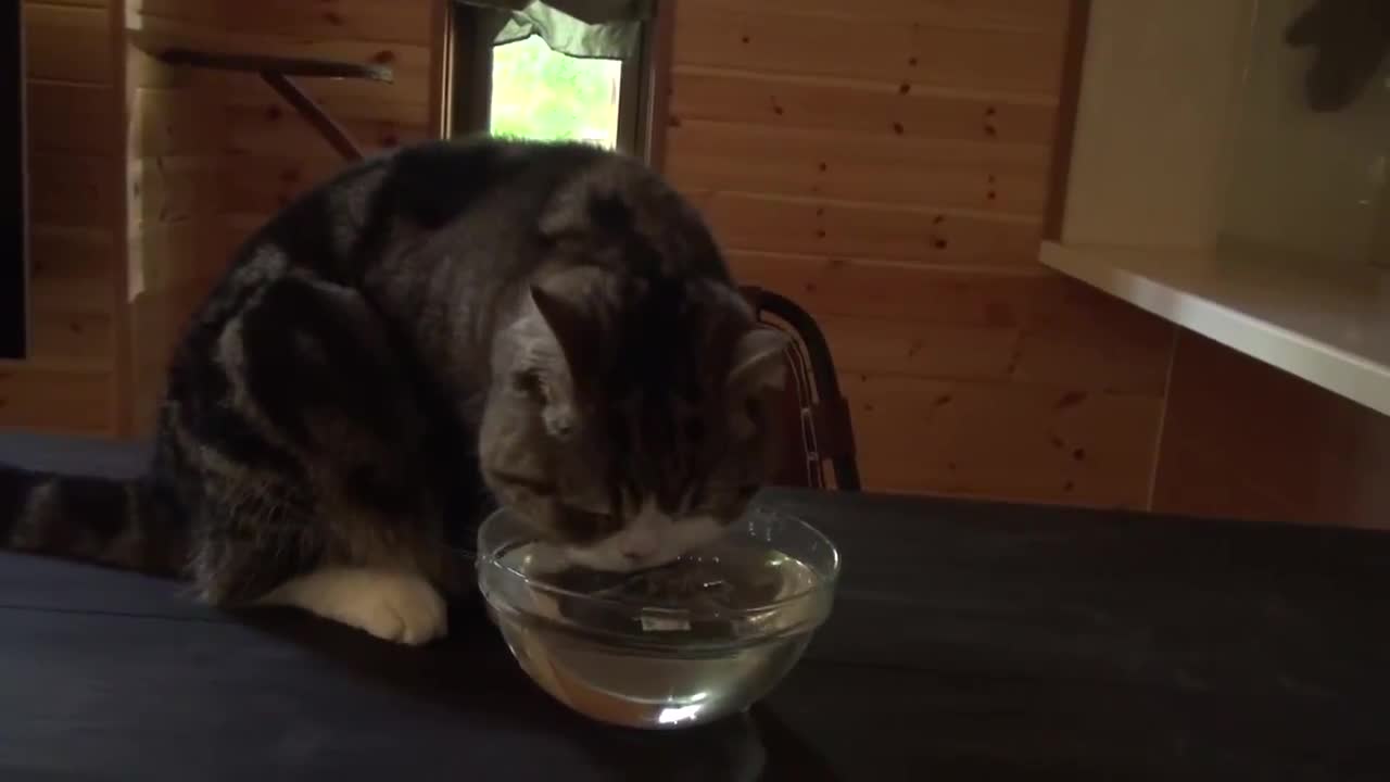 Котето Мару пие Чай .. Сладур ..
