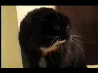 Говореща Котка - Много Смях