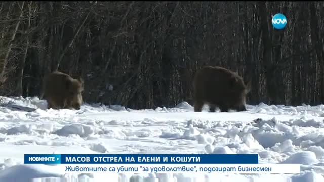 Масов отстрел на елени и кошути край Попово