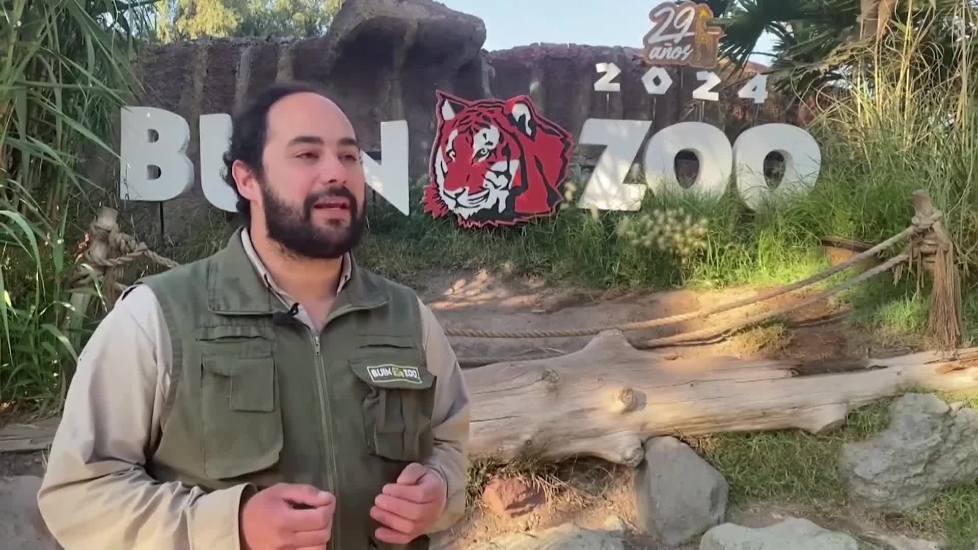 Преди Великден: Лемурите в чилийски зоопарк получиха лакомства (ВИДЕО)
