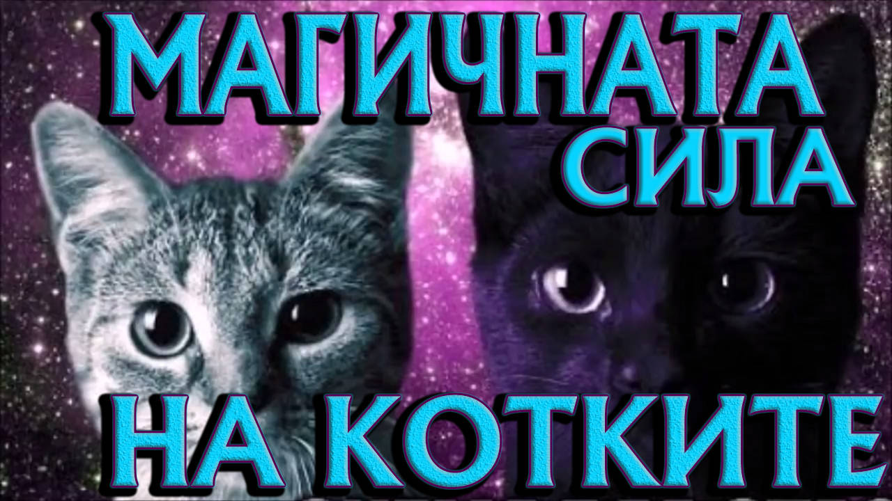 Защо котките обичат да лежат върху стопаните си?