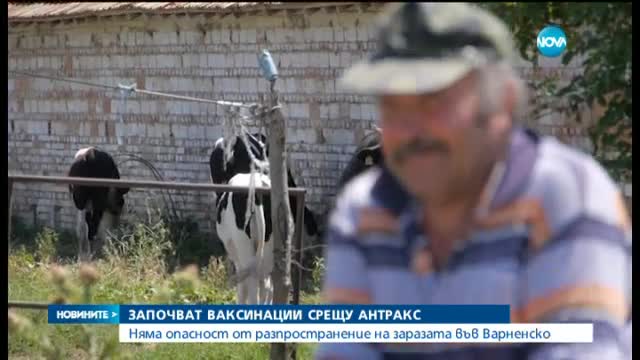 Няма заразени хора с антракс