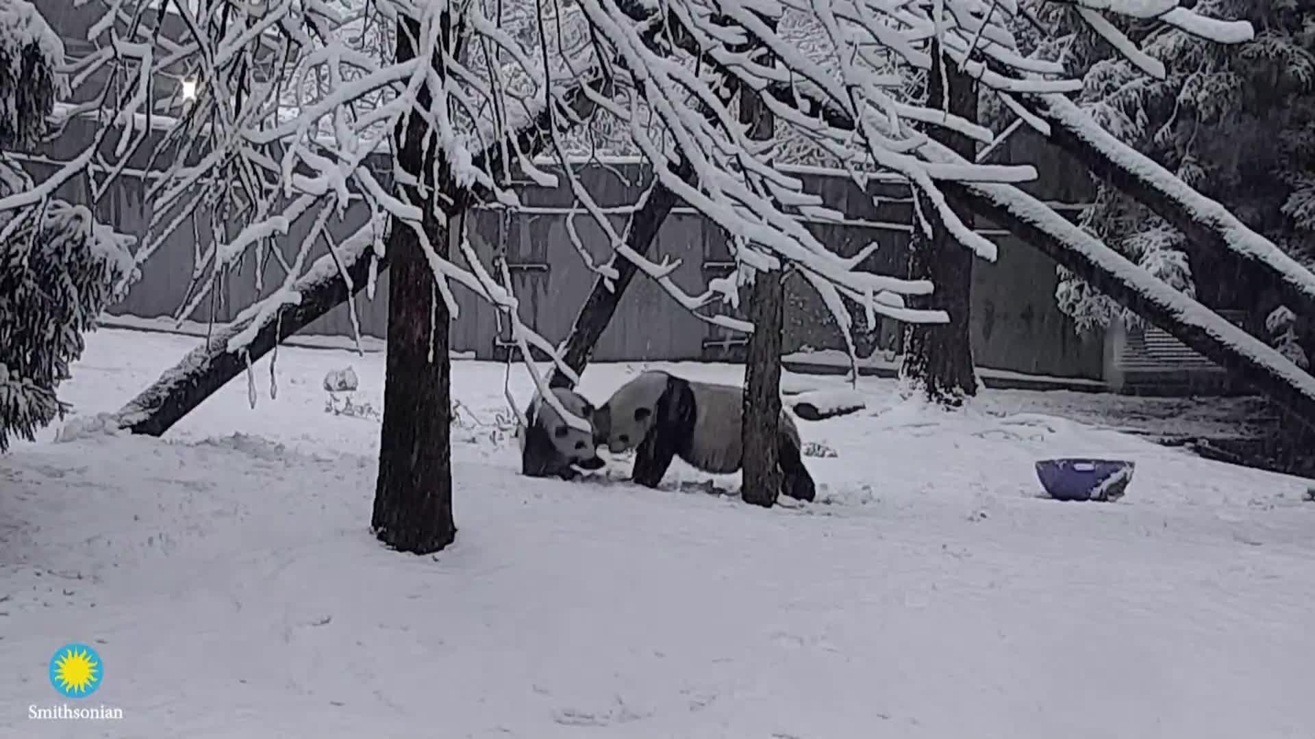 СНЕЖНО ЗАБАВЛЕНИЕ: Пандите в зоопарка във Вашингтон се пързаляха в снега (ВИДЕО)