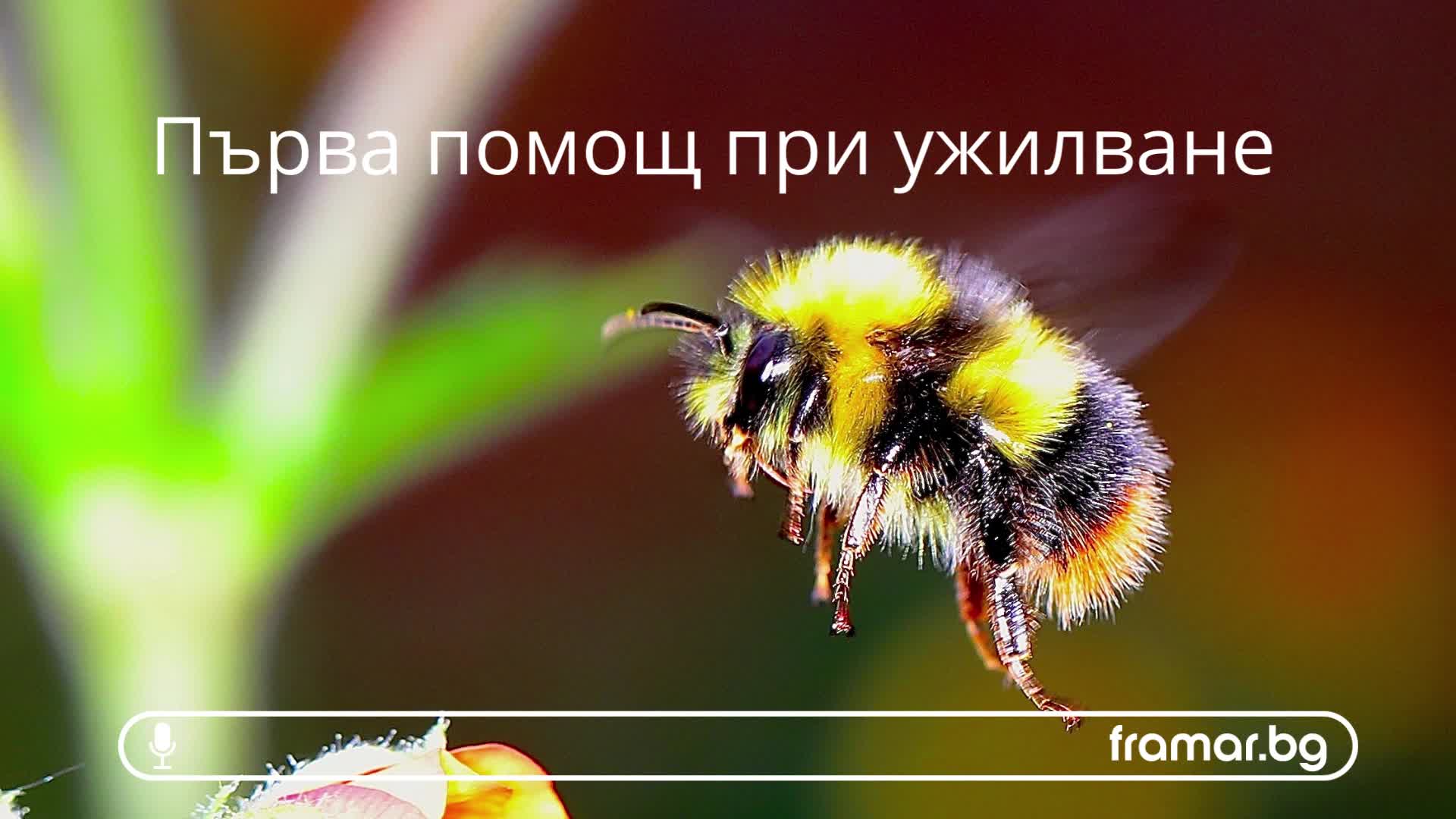 Ужилване от пчели или оси - първа помощ (аудио статия)