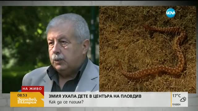 Змията, ухапала дете в Пловдив, била под силен стрес