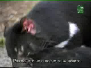 Тасманийски Дяволи