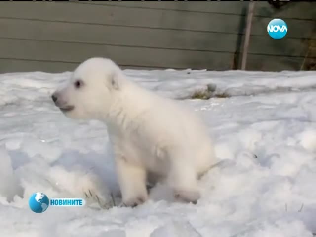>Новородено бяло мече стъпи на сняг за първи път