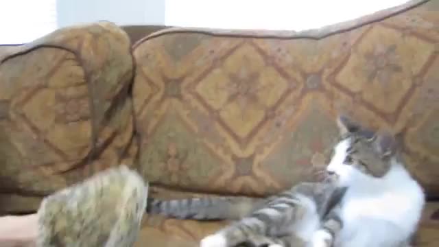 Упорита закачка между куче и коте - Смях!