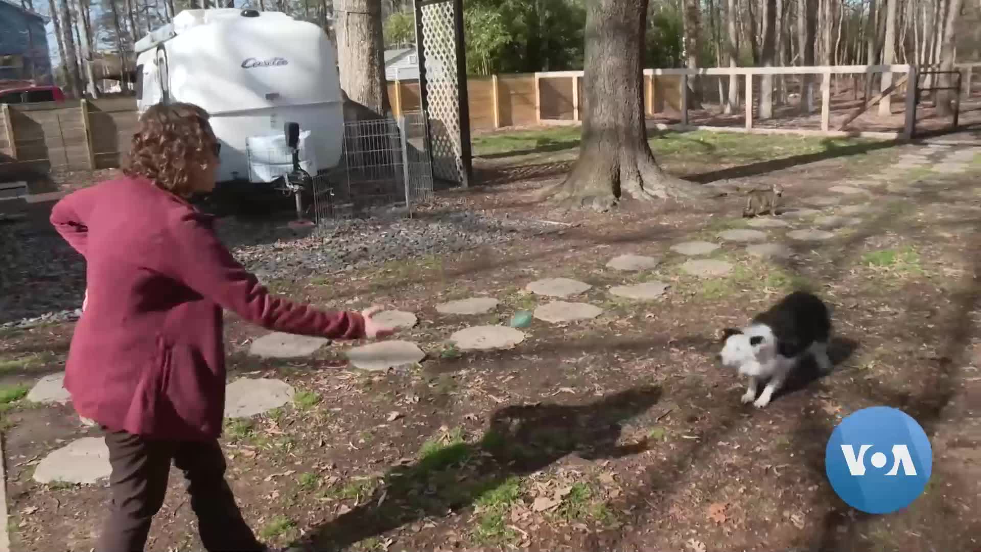Some Dogs and Cats Use Words to Express Their Needs and Wants