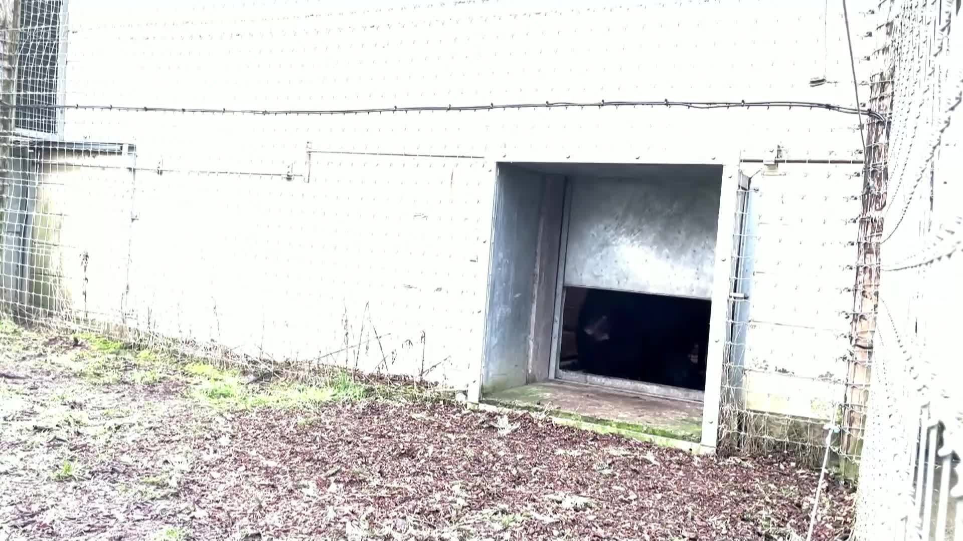 Шотландски зоопарк приюти черна мечка, оцеляла от войната в Украйна (ВИДЕО)