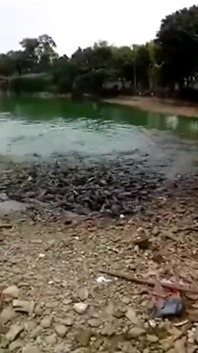 Пасаж от гладни риби се храни яростно на сушата!