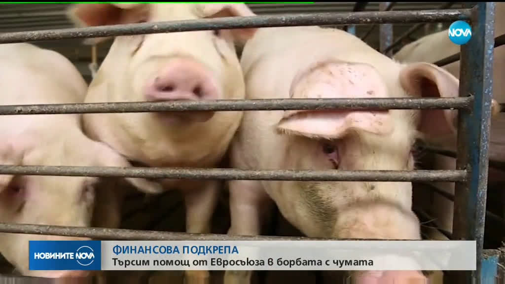 Новините на NOVA (26.07.2019 - лятна късна емисия)