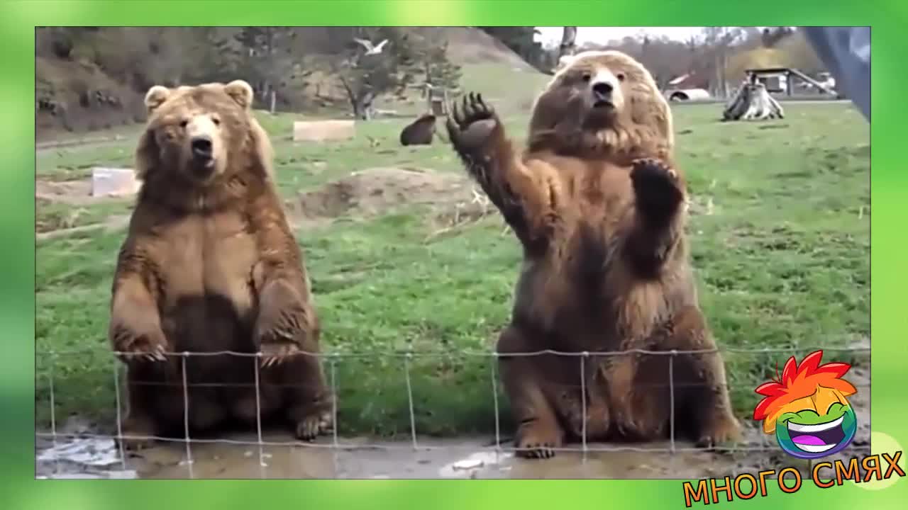 Животните си избухват яко - Много смях