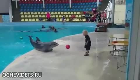Делфин и дете си играят с топка