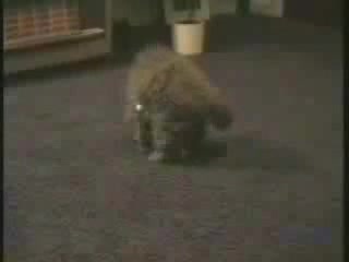 Котка Влиза В Купа