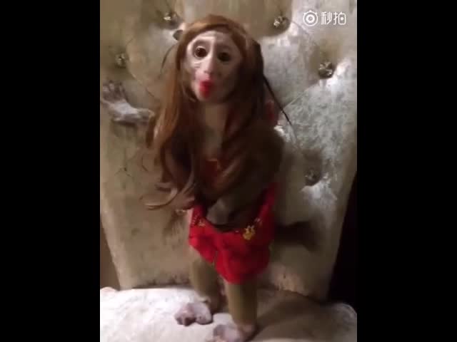 Гримирана маймунка - в интернет