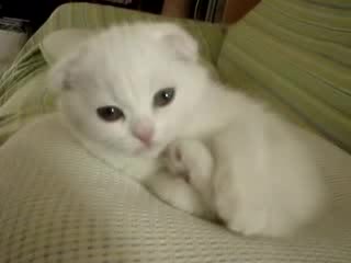 Малко Коте Се Ближе