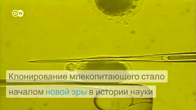 20 години от клонирането на овцата Доли