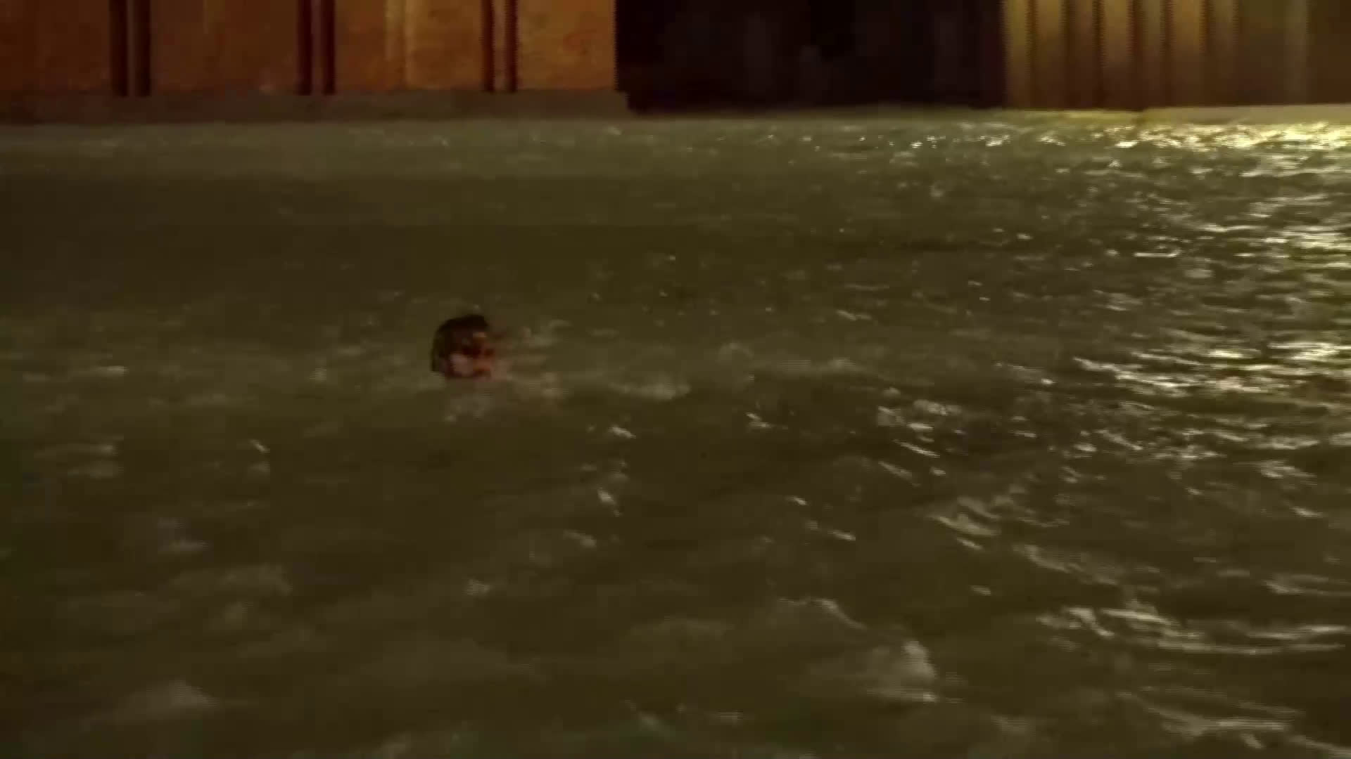Мъж плува във водите на площад „Сан Марко” във Венеция